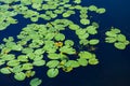 Pond with yellow waterlily flowers, green leaf, duckweed in a summer day Royalty Free Stock Photo