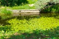 Pond with yellow waterlily flowers, green leaf, duckweed in a summer day Royalty Free Stock Photo