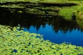 Pond with yellow waterlily flowers, green leaf, duckweed in a summer day Royalty Free Stock Photo