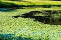 Pond with yellow waterlily flowers, green leaf, duckweed in a summer day Royalty Free Stock Photo