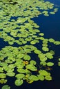 Pond with yellow waterlily flowers, green leaf, duckweed in a summer day Royalty Free Stock Photo