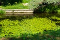 Pond with yellow waterlily flowers, green leaf, duckweed in a summer day Royalty Free Stock Photo