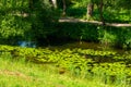 Pond with yellow waterlily flowers, green leaf, duckweed in a summer day Royalty Free Stock Photo