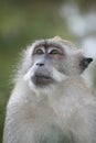 Ponder monkey Royalty Free Stock Photo