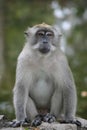 Ponder monkey Royalty Free Stock Photo