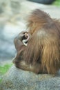 Ponderer baby orangutan. Royalty Free Stock Photo