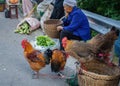 The pondering old farmer woman on the roadside and the chicken she was waiting to sell.