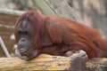 A Pondering Orangutan Royalty Free Stock Photo