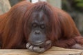 A Pondering Orangutan Royalty Free Stock Photo