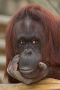 Orangutan Portrait Royalty Free Stock Photo