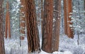 Ponderosa forest in snow Royalty Free Stock Photo