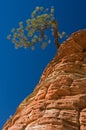 Ponderosa Pine Royalty Free Stock Photo