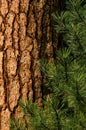 Ponderosa Pine Royalty Free Stock Photo