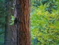 Ponderosa pine along the Holt-Apache Trail, Gila Wilderness, New Mexico