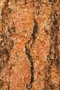 Ponderosa Pine Bark Royalty Free Stock Photo