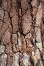 Ponderosa Pine bark Royalty Free Stock Photo