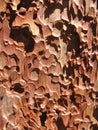 Ponderosa pine bark closeup Royalty Free Stock Photo