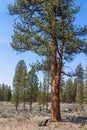 Ponderosa pine
