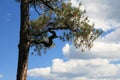Ponderosa pine branch