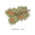 Ponderosa pine branch with three cones of conifer trees. Vintage hand-drawn collection of holiday decor. Royalty Free Stock Photo