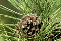 Ponderosa Pine Cone  600422 Royalty Free Stock Photo