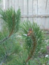 Ponderosa pine cone Royalty Free Stock Photo