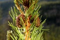 Ponderosa pine Pinus Ponderosa tree cones growing on a yellow pine tree. Royalty Free Stock Photo