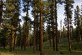 Ponderosa Pine forest Royalty Free Stock Photo