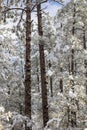 Ponderosa Pine forest covered in snow from winter storm in Prescott Arizona Royalty Free Stock Photo