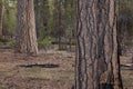 Ponderosa pine forest in Oregon