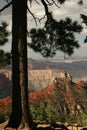 Ponderosa Pine - Grand Canyon, Arizon Royalty Free Stock Photo