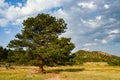 Ponderosa Pine in the Meadow