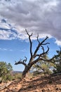 Ponderosa pine, mixed conifer and pinyon-juniper woodland