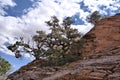 Ponderosa pine, mixed conifer and pinyon-juniper woodland