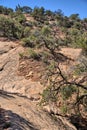 Ponderosa pine, mixed conifer and pinyon-juniper woodland