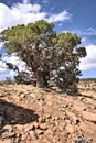 Ponderosa pine, mixed conifer and pinyon-juniper woodland