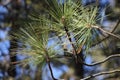 Ponderosa Pine Needles Royalty Free Stock Photo