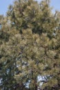 Ponderosa pine