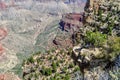 Ponderosa Pine Pulpits Along the North Rim of the Grand Canyon in Arizona Royalty Free Stock Photo
