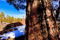 Ponderosa Pine with Shadow Arizona