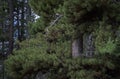 Ponderosa Pine With Spiraling Branches