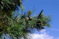 Ponderosa Pine Tree  56381 Royalty Free Stock Photo