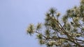 Ponderosa pine tree branches waving in wind with blue sky background up north