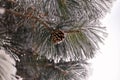 Ponderosa pine tree cones on branches covered with frost and snow Royalty Free Stock Photo