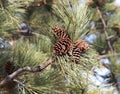 Ponderosa Pine Royalty Free Stock Photo