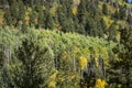 Ponderosa Pine Tree on Mountain Side with Beautiful Aspen Trees in Fall