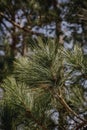 Ponderosa pine tree needles and cones in morning spring sunlight up north in Wisconsin Royalty Free Stock Photo