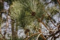 Ponderosa pine tree needles and cones in morning spring sunlight up north in Wisconsin Royalty Free Stock Photo