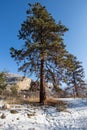 A Ponderosa Pine tree on a sunny winter day Royalty Free Stock Photo