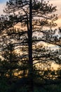Ponderosa Pine Trees During A Sunset Sky In Bend Oregon Royalty Free Stock Photo